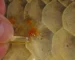 Gambar penyakit ikan arwana ulcer