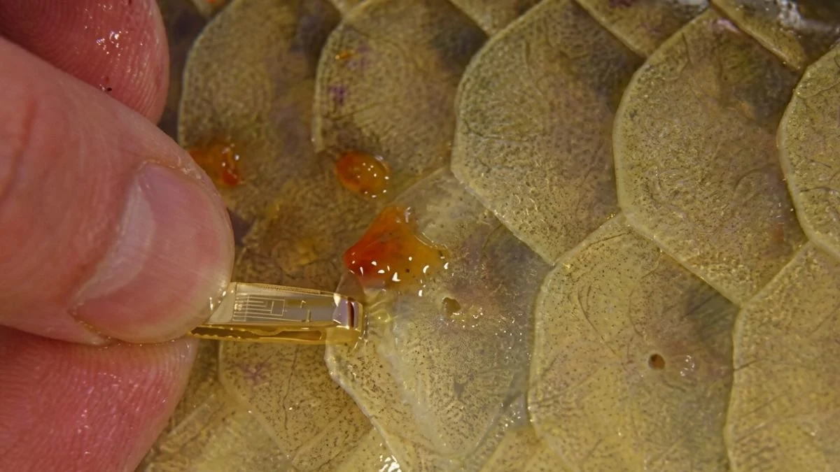Gambar penyakit ikan arwana ulcer