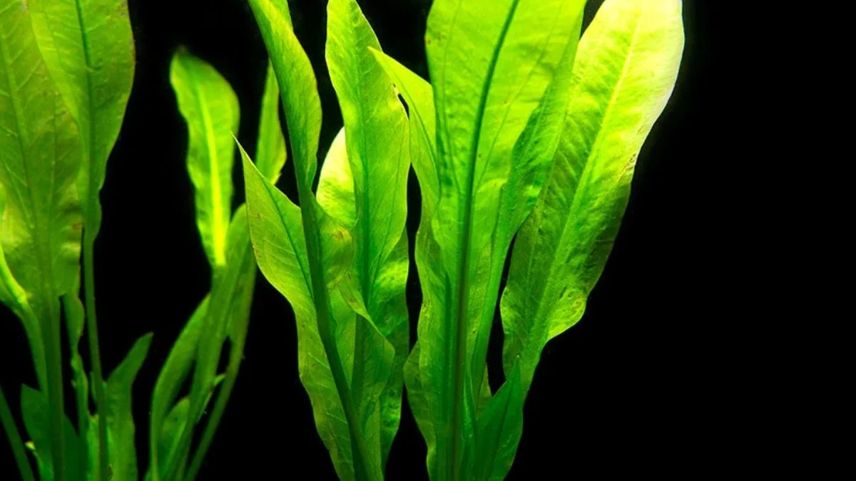 Gambar tanaman air untuk ikan cupang