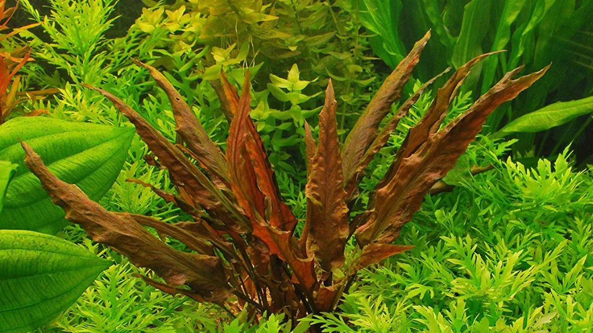 Gambar tanaman air untuk ikan cupang cryptocoryne