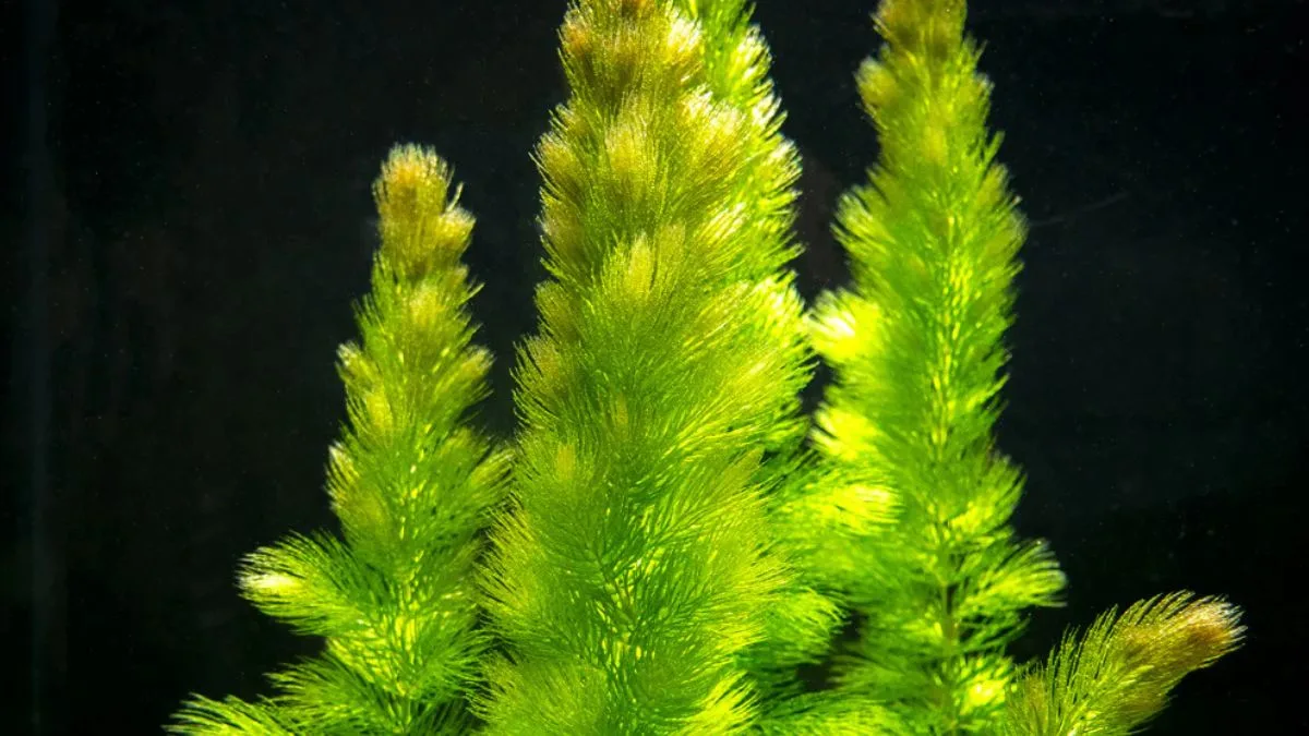 Gambar tanaman air untuk ikan cupang hornwort