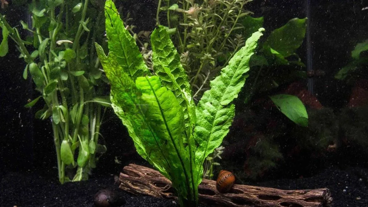 Gambar tanaman air untuk ikan cupang Java fern