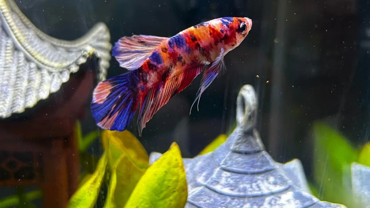 Gambar tanaman air untuk ikan cupang anubias
