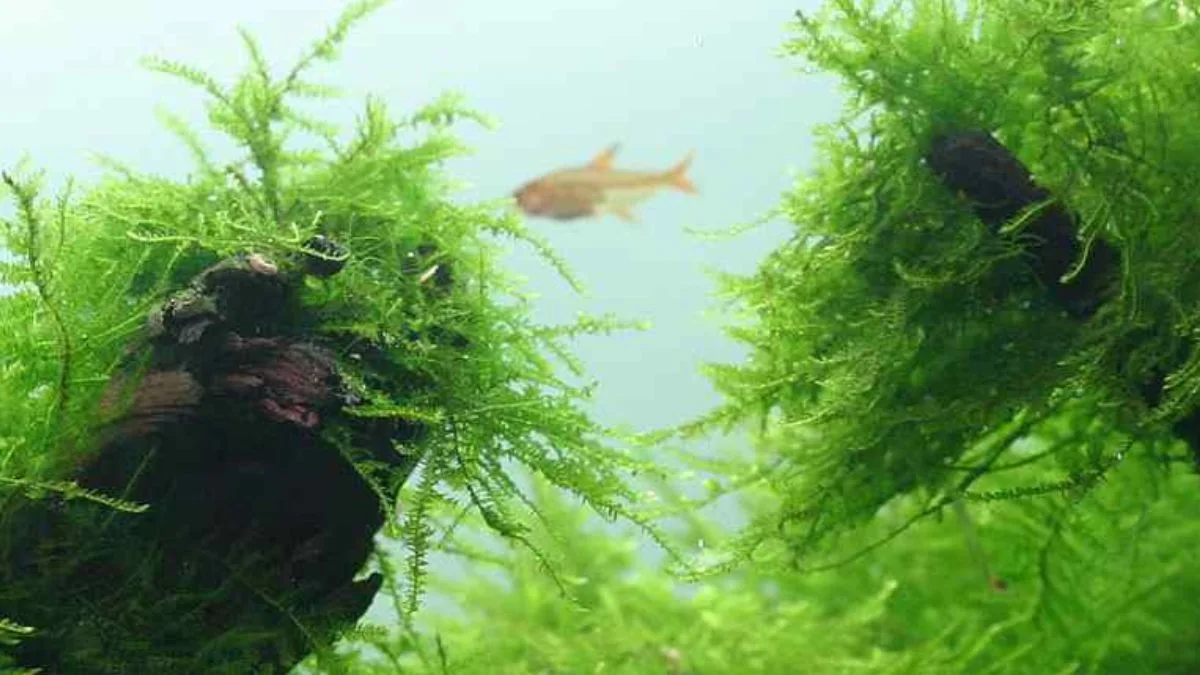 Gambar tanaman air untuk ikan cupang java moss