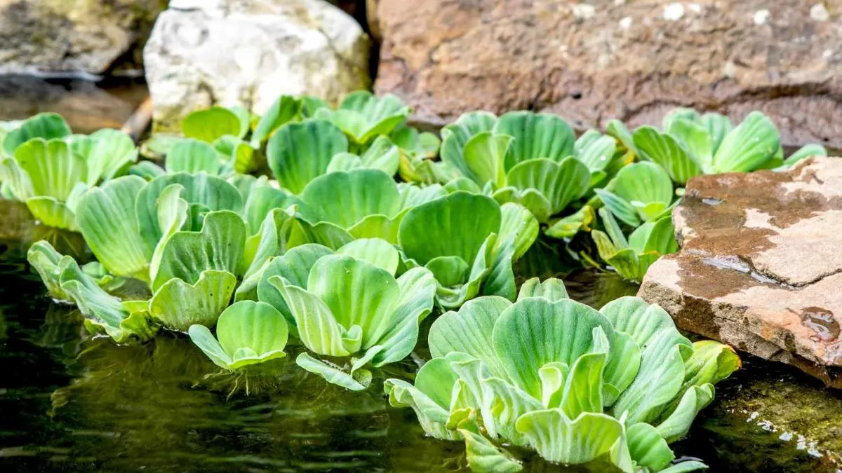 Gambar tanaman air untuk ikan cupang
