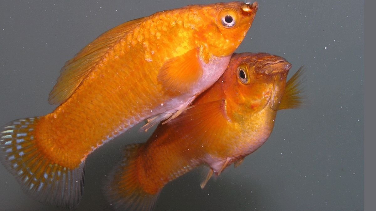 gambar-umur-ikan-molly-tua Gambar umur ikan molly tua
