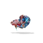 Cupang plakat multicolor metalik