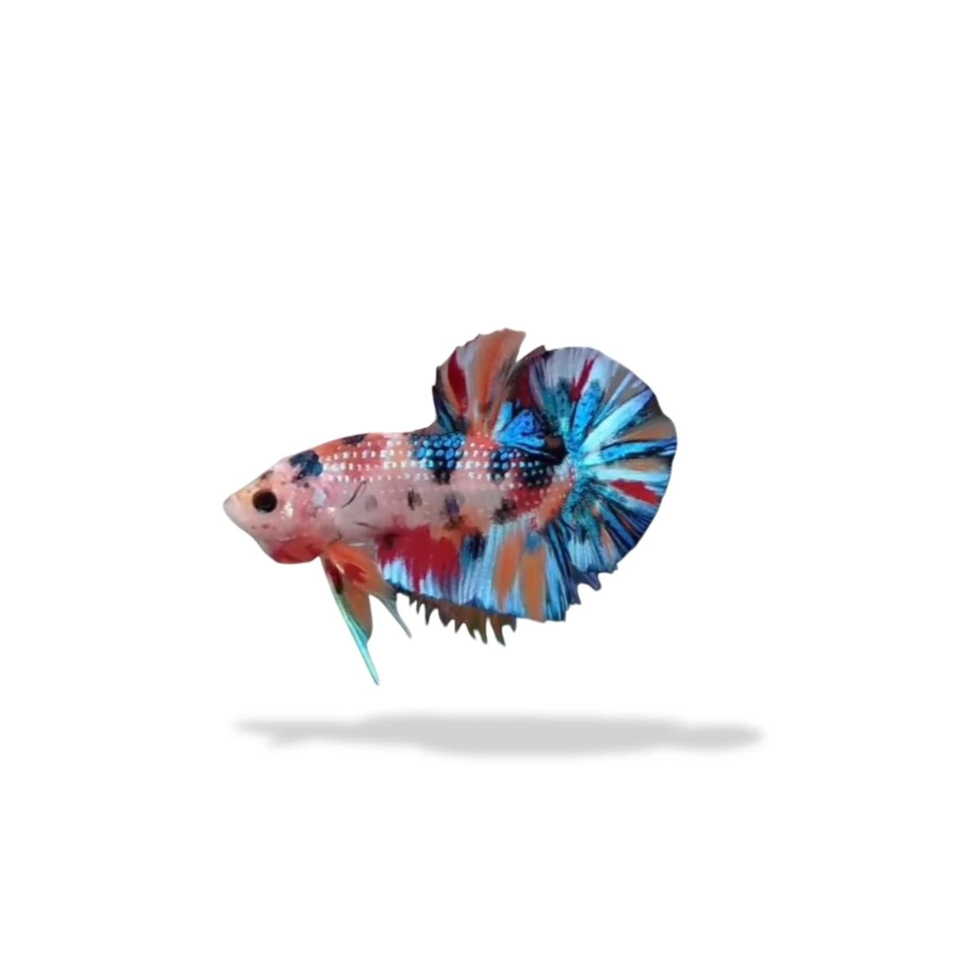 Cupang Plakat Multicolor Metalik