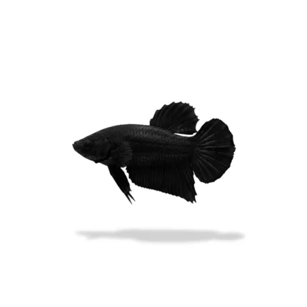 Cupang plakat super black