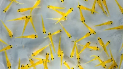 Gambar anak ikan koi