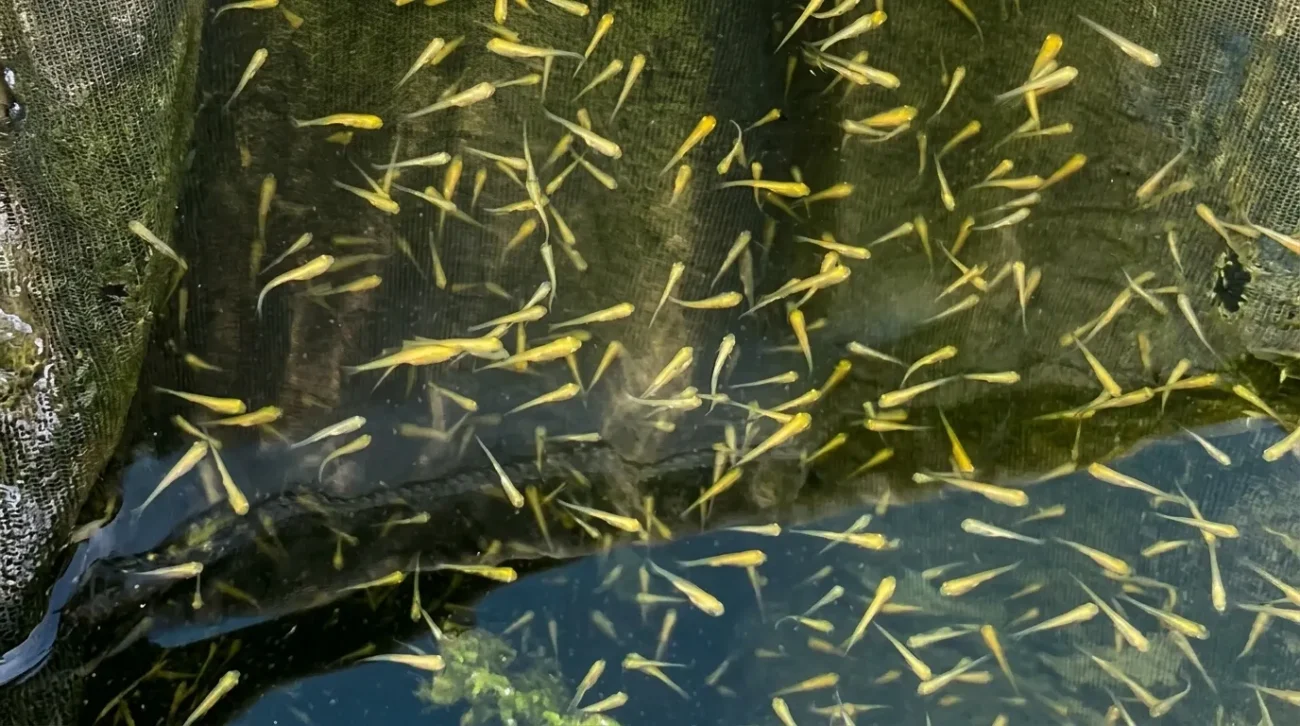 gambar-anak-ikan-koi Gambar anak ikan koi