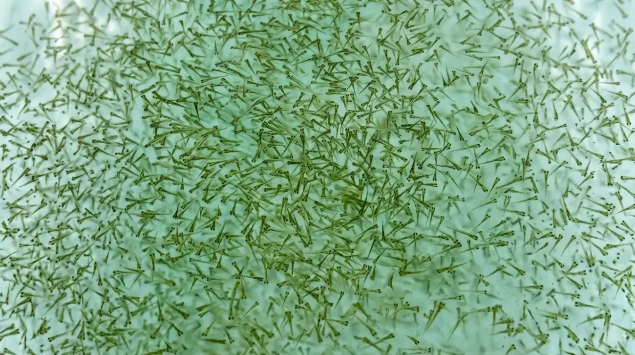 gambar-anak-ikan-koi1 Gambar anak ikan koi