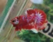 gambar ikan cupang merah, cupang red purple galaxy