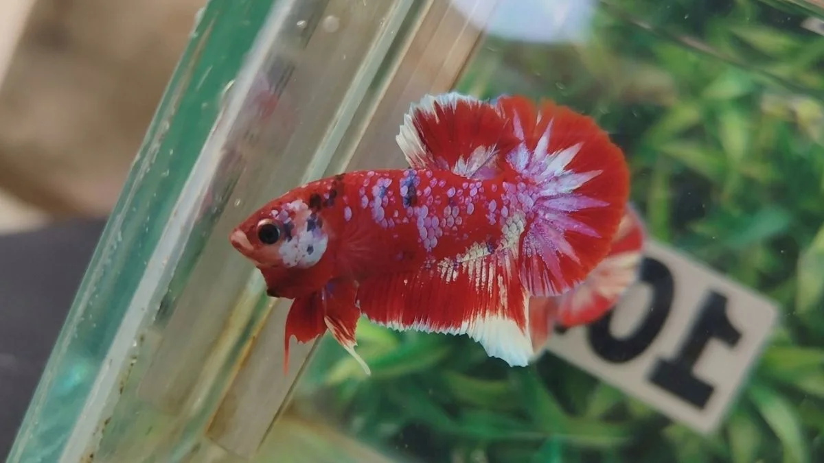 gambar ikan cupang merah, cupang red purple galaxy