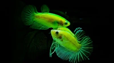 Gambar ikan cupang neon