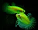 Gambar ikan cupang neon