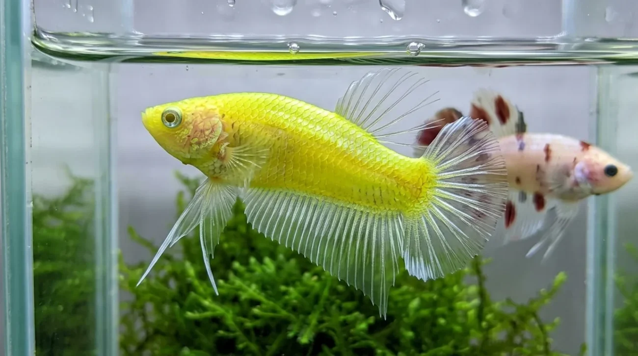 Gambar ikan cupang neon