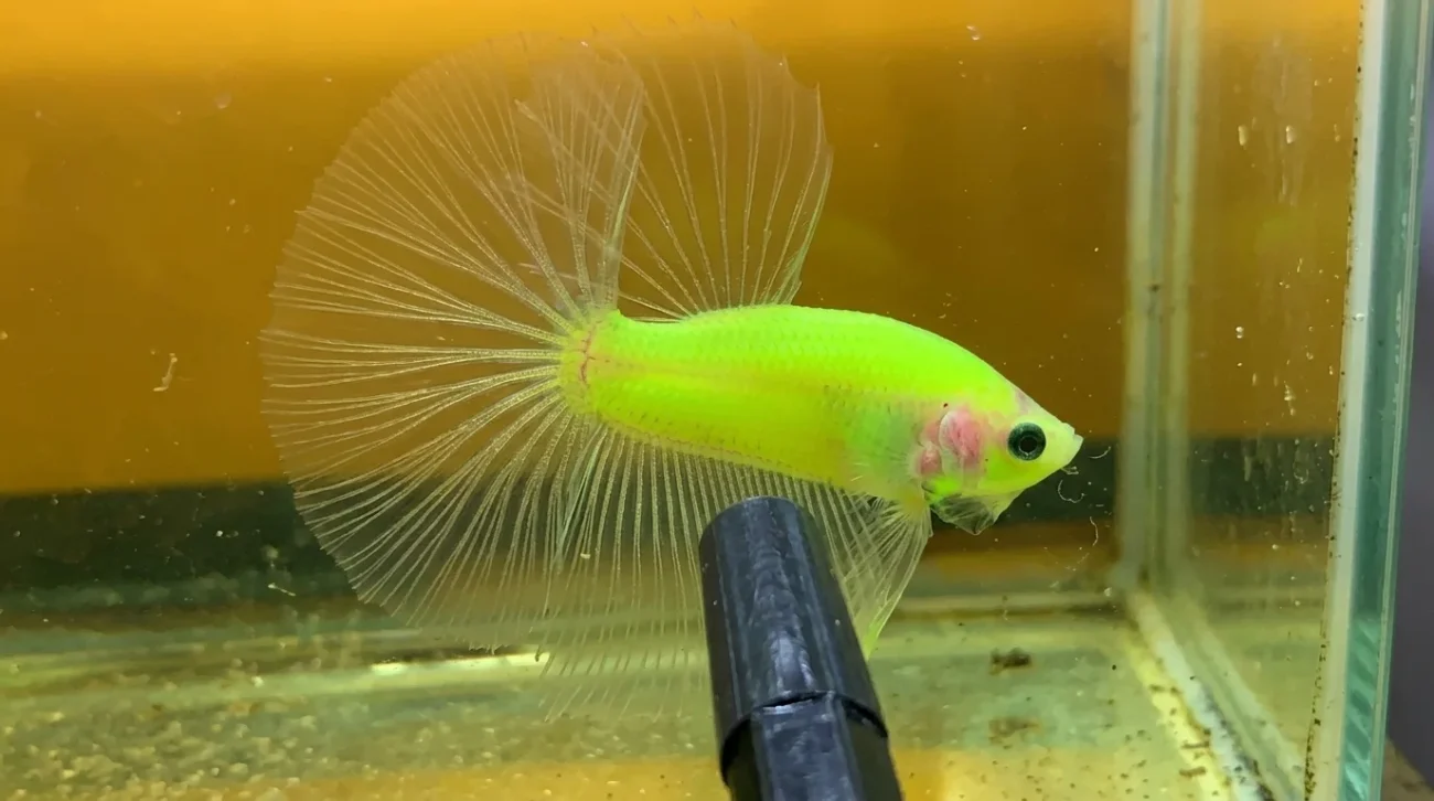 Gambar ikan cupang neon
