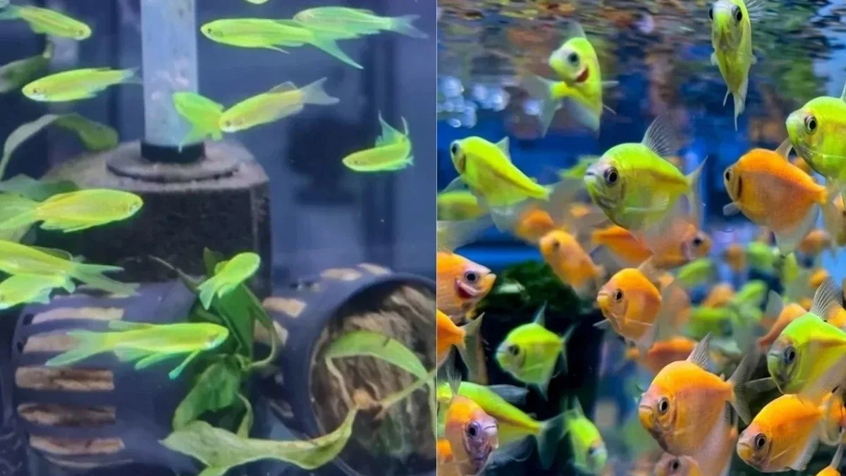 Gambar ikan hias glofish tetra vs danio tetra