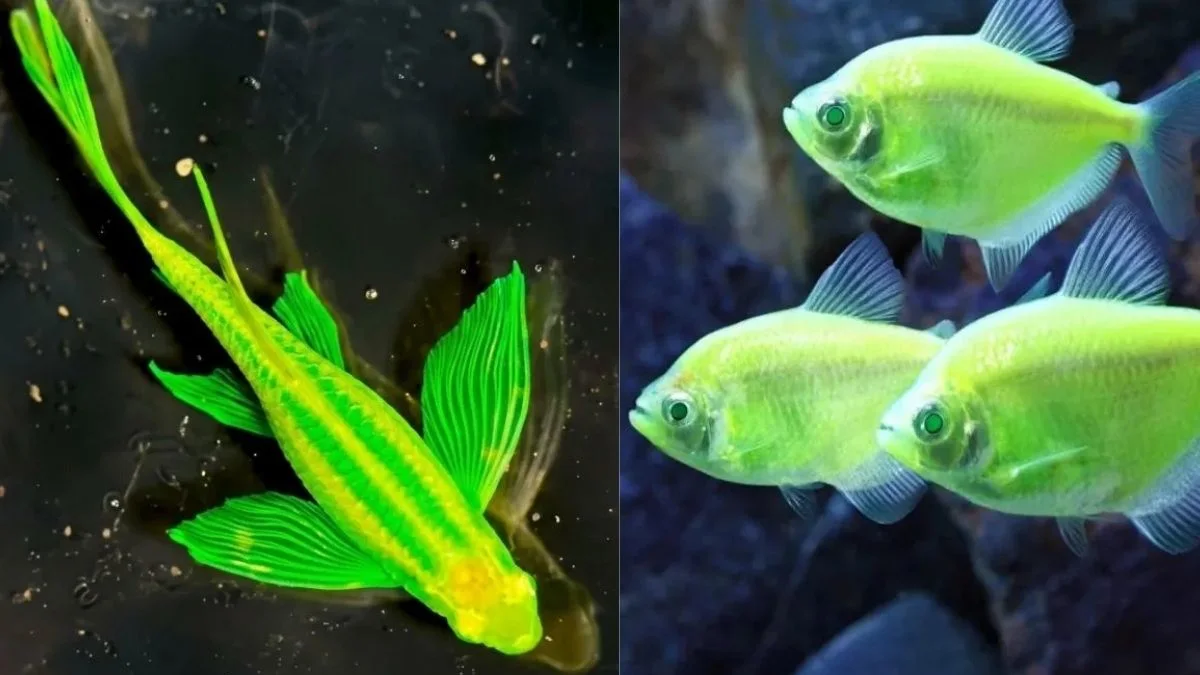 Gambar ikan hias glofish tetra vs danio tetra