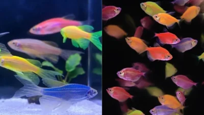 Gambar ikan hias glofish tetra vs danio tetra