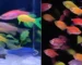 Gambar ikan hias glofish tetra vs danio tetra