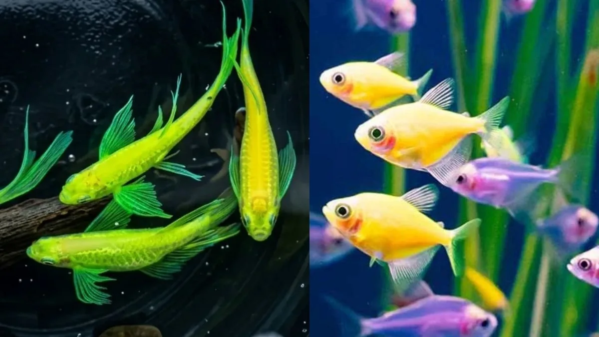 Gambar ikan hias glofish tetra vs danio tetra