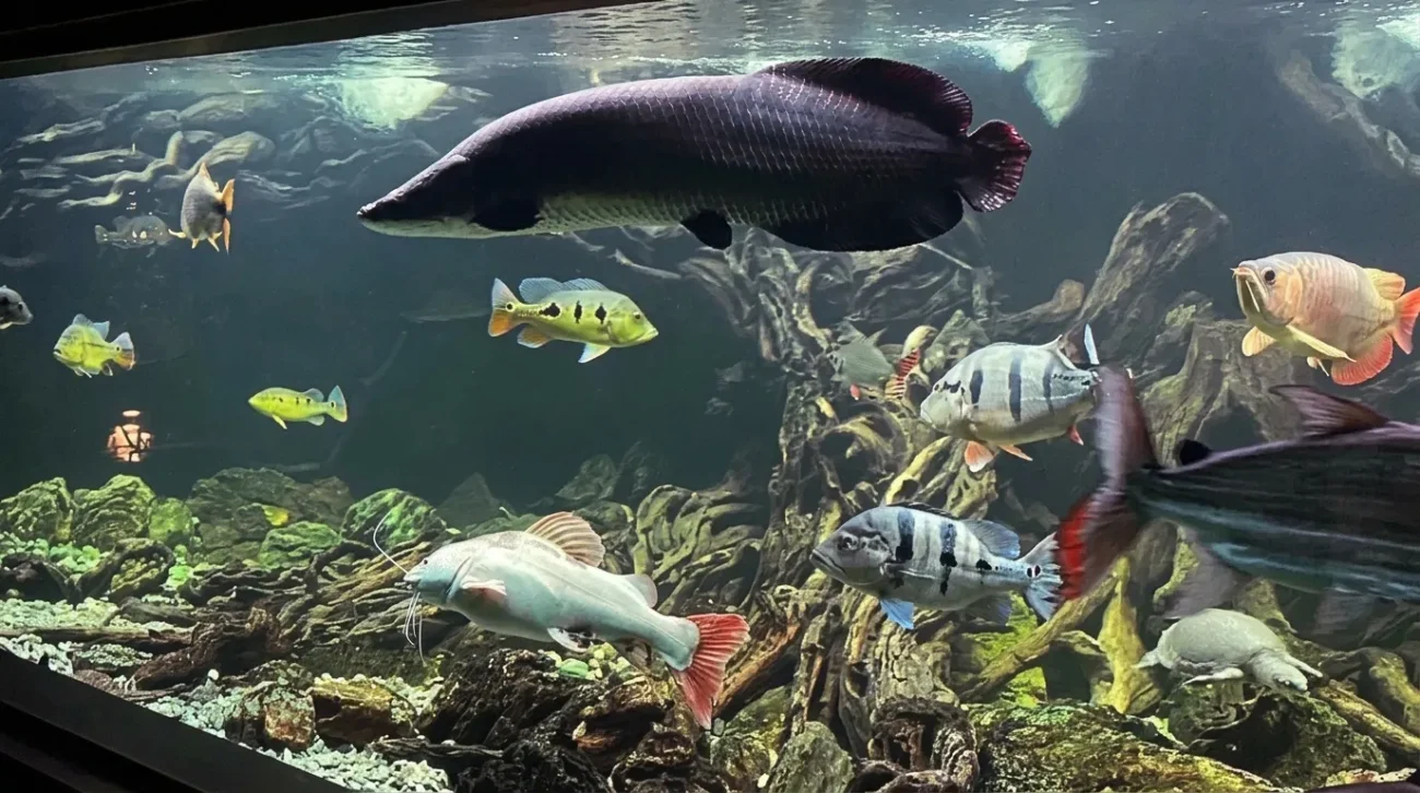 Gambar ikan hias predator air tawar