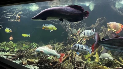 Gambar ikan hias predator air tawar