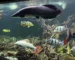 Gambar ikan hias predator air tawar