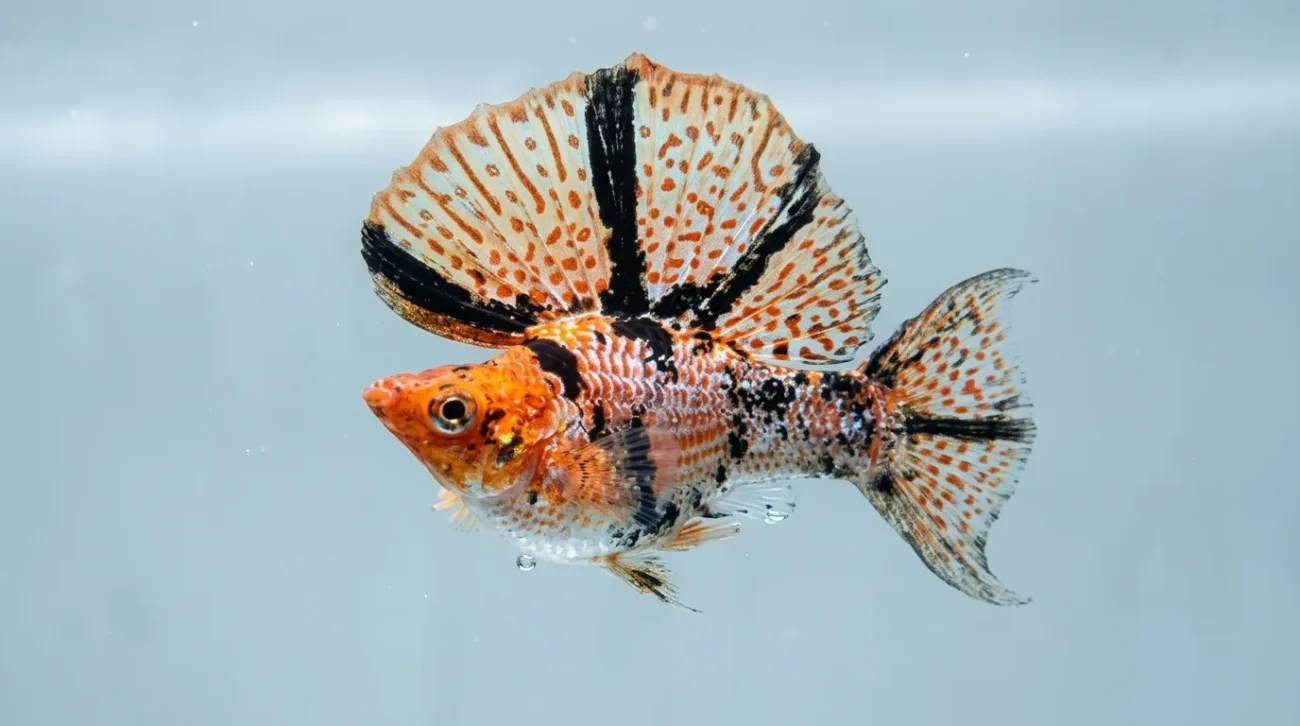 ikan-molly-langka-molly-balon-calico-mohawk ikan molly langka, molly balon calico mohawk