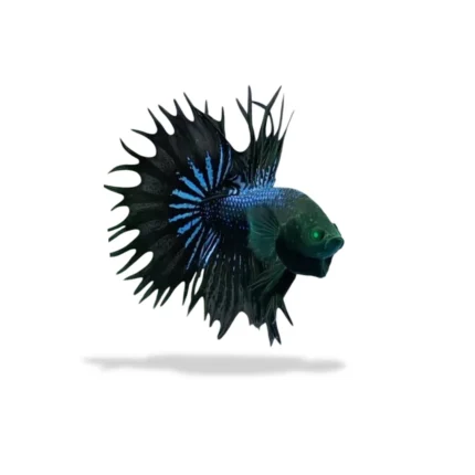 Cupang Crowntail Hulk