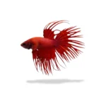 Cupang Crowntail Super Red