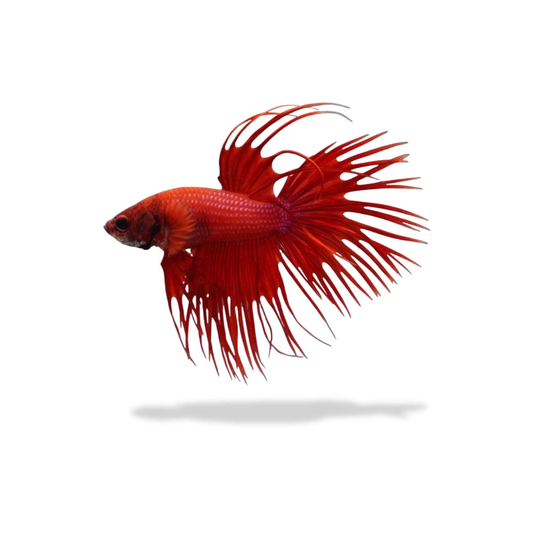 Cupang Crowntail Super Red Cupang Crowntail Super Red