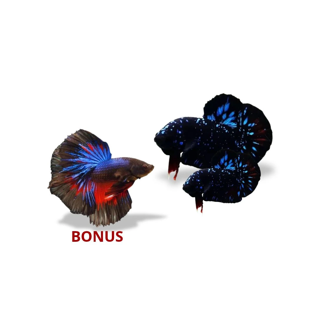 Flash Deal - Plakat Avatar dan Halfmoon Flash Deal - Plakat Avatar dan Halfmoon