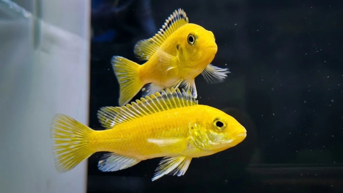 Gambar Ikan Lemon Cichlid akuarium