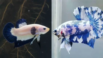 Gambar ikan cupang blue rim vs cupang b;ue panda