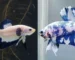 Gambar ikan cupang blue rim vs cupang b;ue panda
