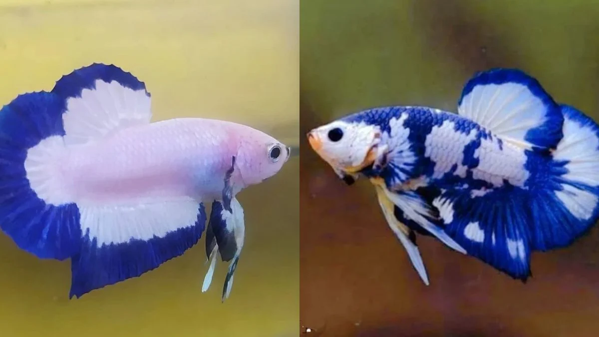 gambar-ikan-cupang-blue-rim-vs-cupang-blue-panda (2) Gambar ikan cupang blue rim vs cupang b;ue panda