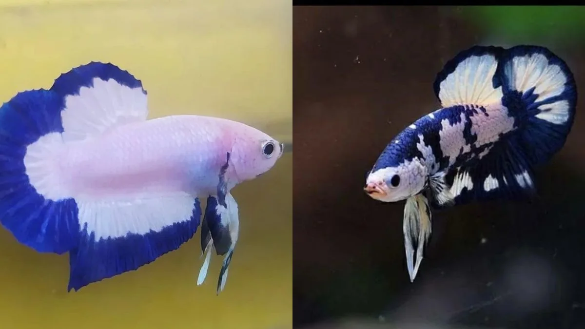 gambar-ikan-cupang-blue-rim-vs-cupang-blue-panda (3) Gambar ikan cupang blue rim vs cupang b;ue panda