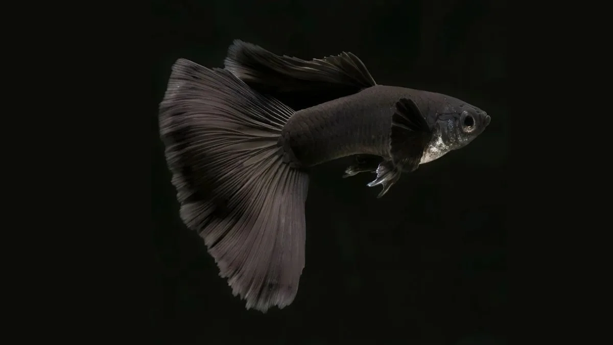 Ikan guppy black moscow