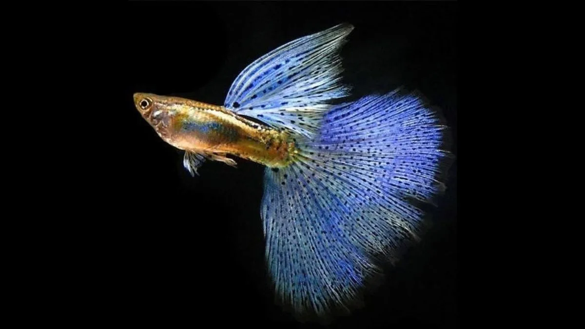 Gambar ikan guppy blue grass