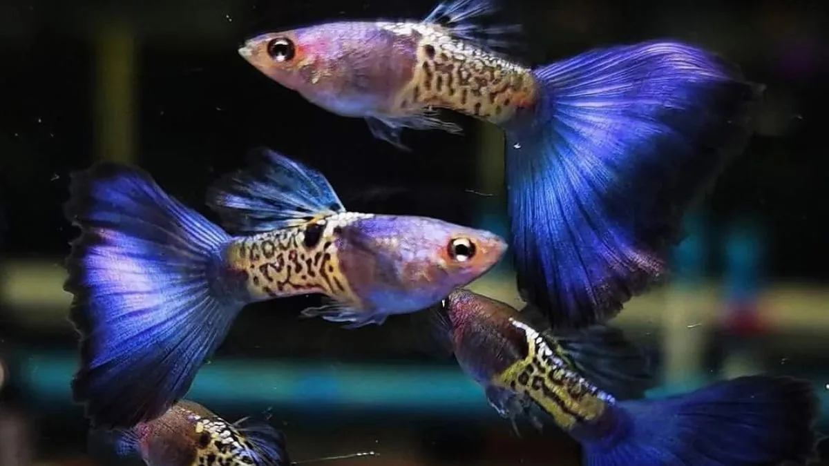 Gambar ikan guppy blue snakeskin