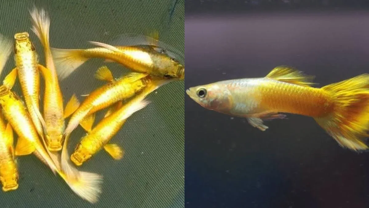 Gambar ikan guppy gold vs ikan guppy yellow micariff