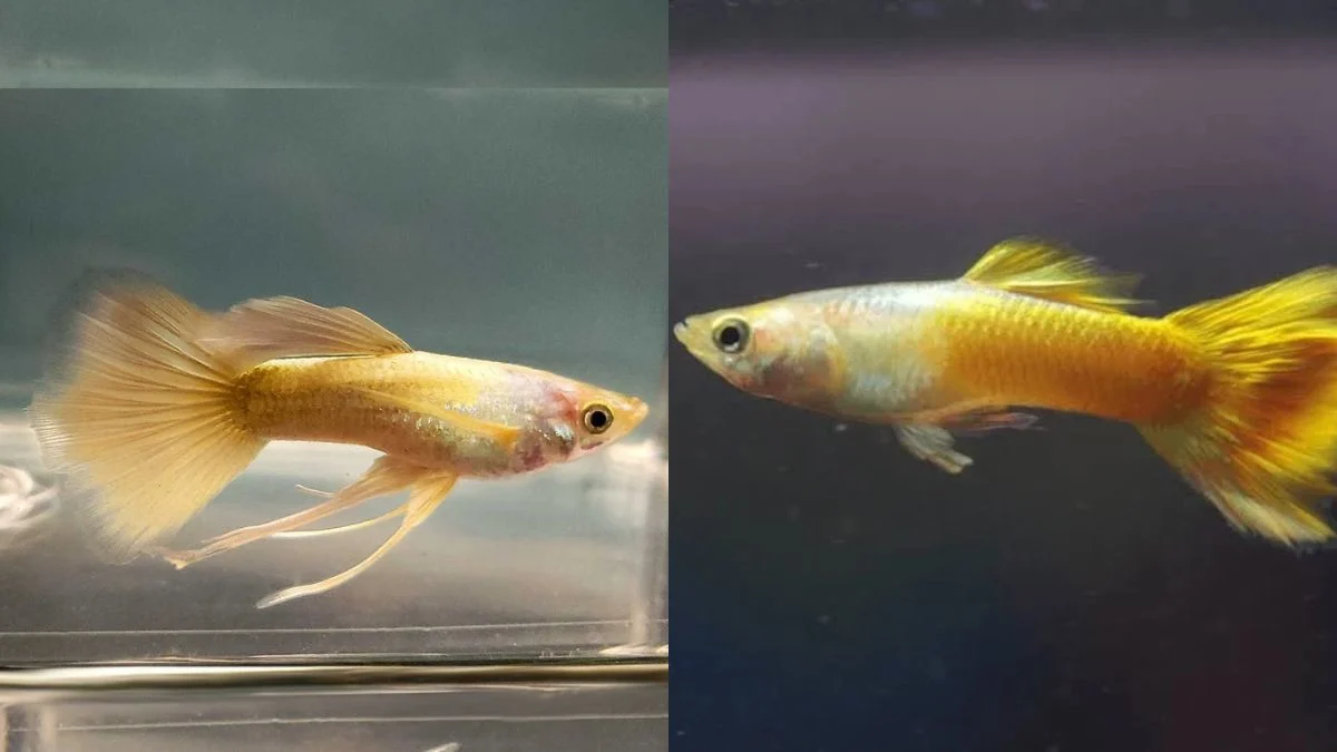Gambar ikan guppy gold vs ikan guppy yellow micariff