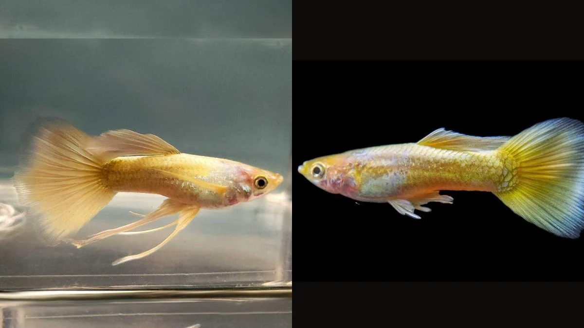 Gambar ikan guppy gold vs ikan guppy yellow micariff