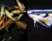 Gambar ikan guppy gold vs ikan guppy yellow micariff