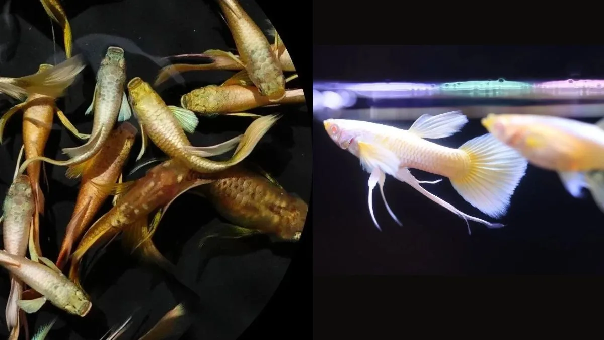 Gambar ikan guppy gold vs ikan guppy yellow micariff