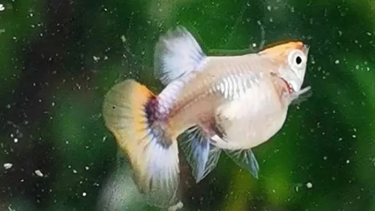 Gambar ikan guppy hamil