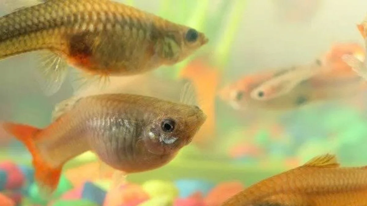 Gambar ikan guppy hamil